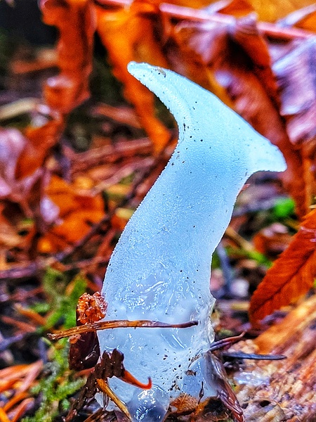 Forest Mushrooms Print