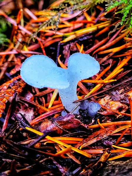 Forest Mushrooms by Adam Copp