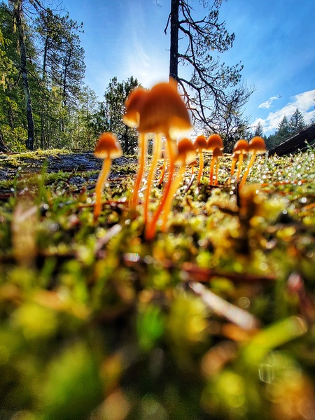 Morning Mushrooms  by Adam Copp