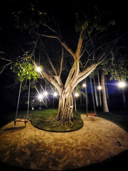 Lights in Tree Print