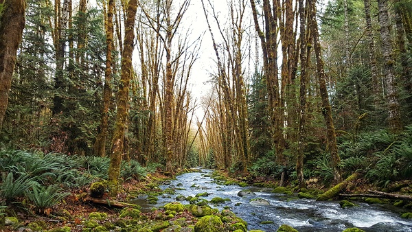 River and Forest Print