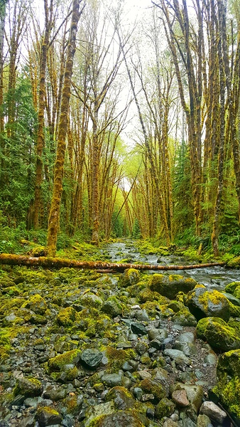 River Trees Print