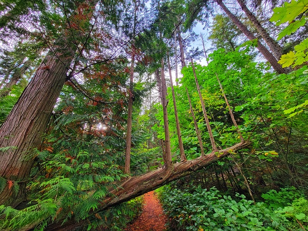 Tree Path  Print