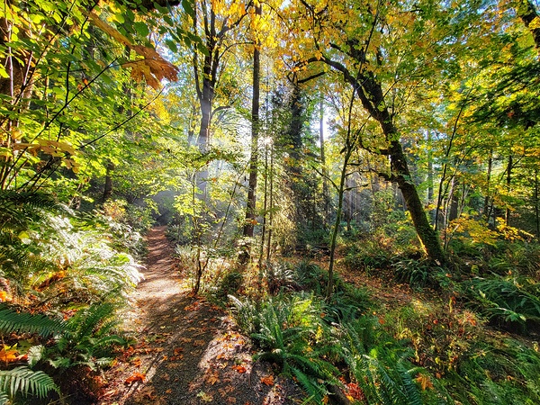 Morning Forest Print