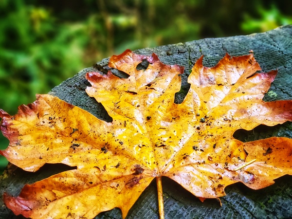 Maple Leaf  Print