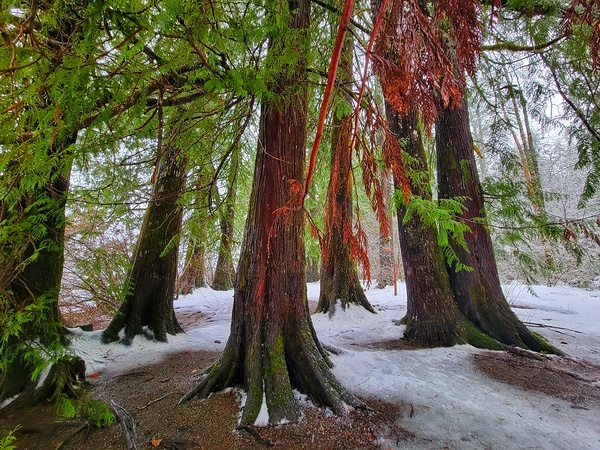 Winter Colors Print