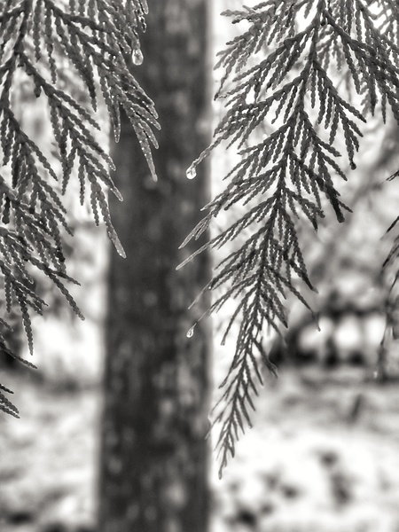 Dripping Tree Print