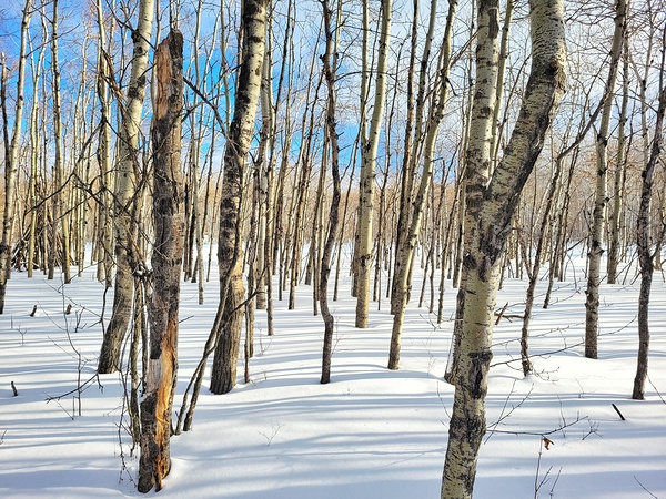 Winter Forest Scene Print