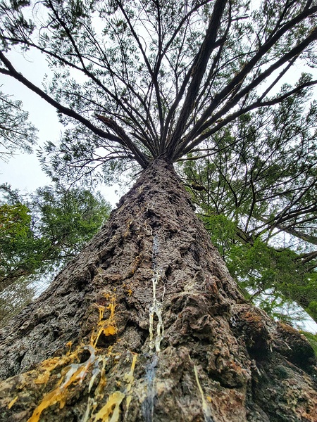 Tree Sap Print