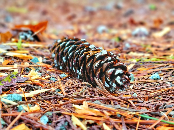 Pine Cone Print