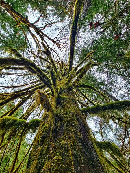 Moss Tree Skyward Print