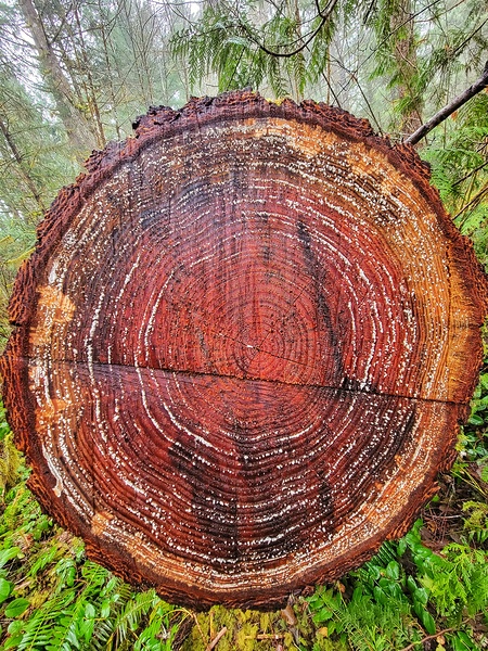 Tree Rings Print