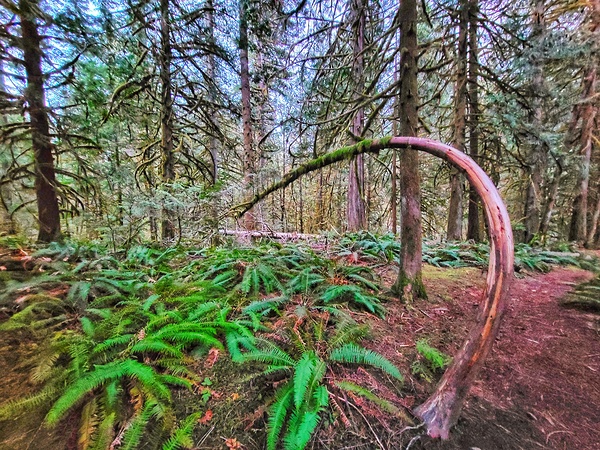 Tree Wind Bent Print