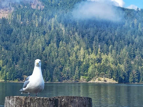 Seagull Portrait Print