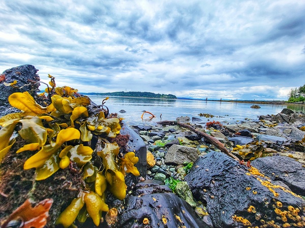 Kelp seaside in Alert Bay Print
