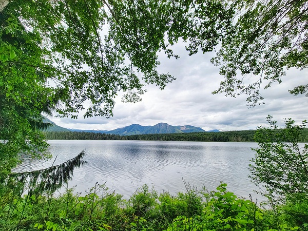 Tree Framed Nature  Print