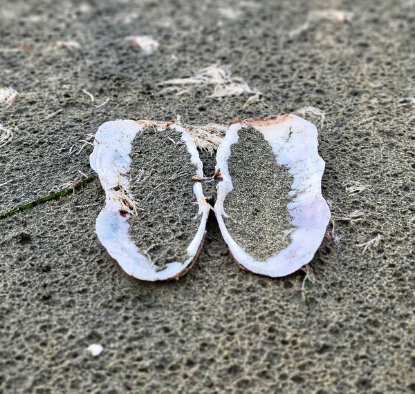 Seashell Angel Wings Tofino Print