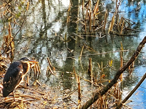 Pond crane Print