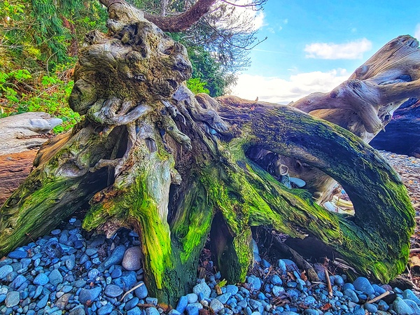 Beach Roots Print