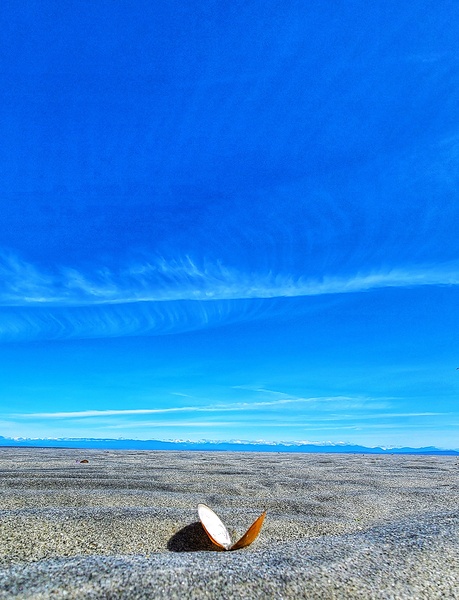 Open Shell to Sky Print