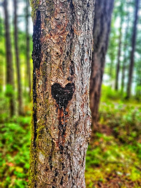 Tree Heart Print