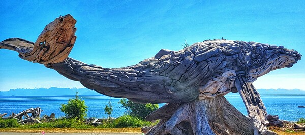 Driftwood Whale by Adam Copp