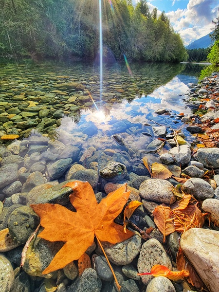 River Leaf Reflections Print