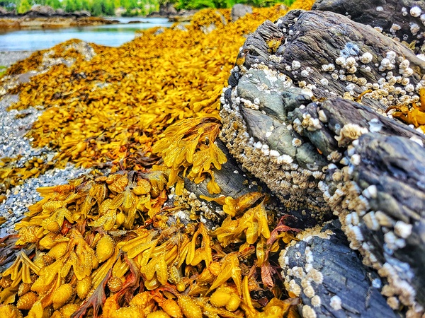 Seaside Kelp by Adam Copp