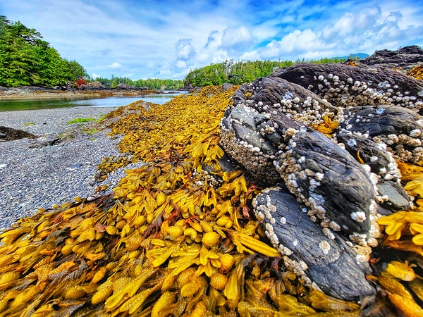 Seaside Barnacles Print