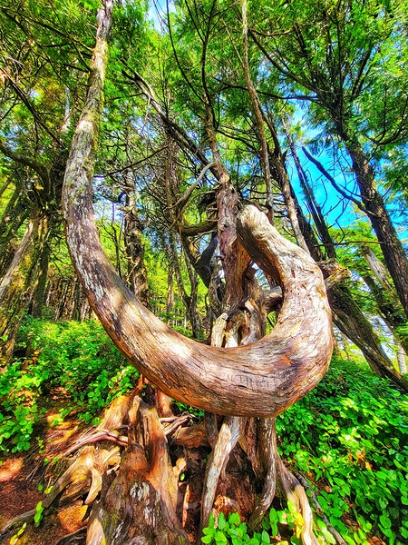 Curved Tree Print