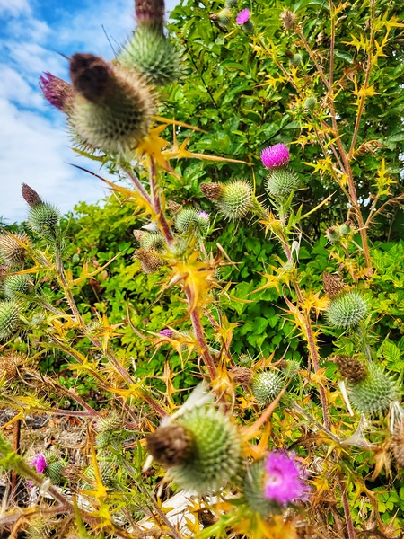 Seaside Flowers Print