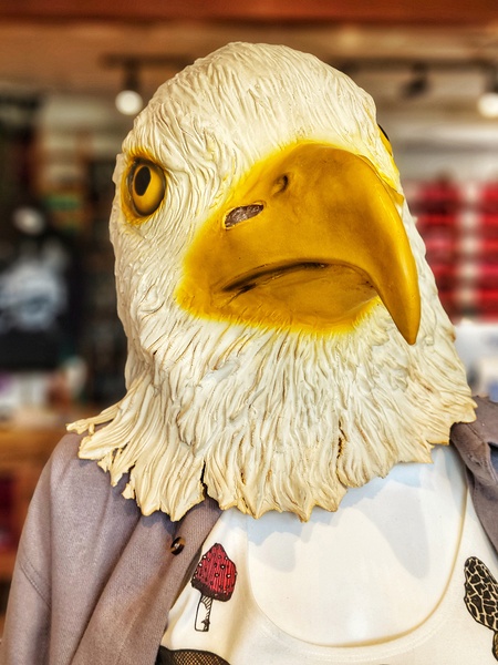 Eagle Head Print
