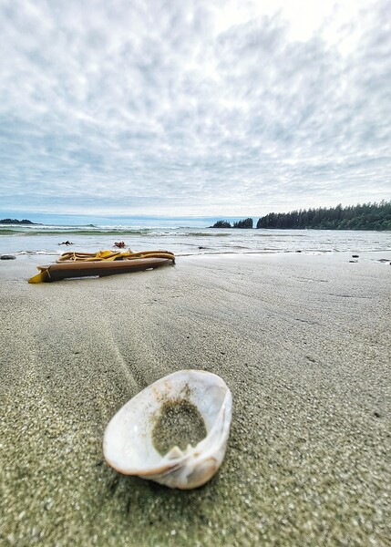 Seaside Shell on Beach Print
