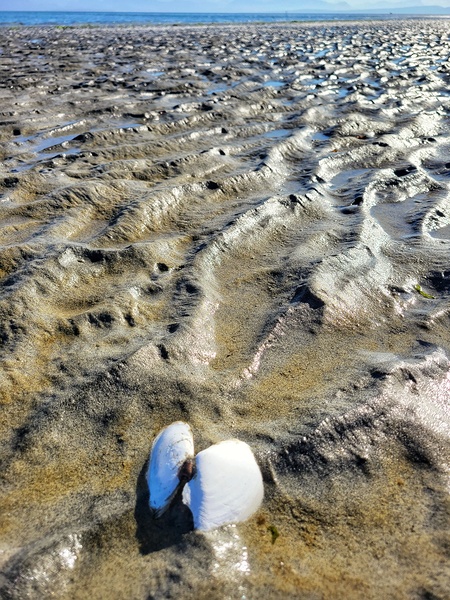 Rippled Sand Seashell Print