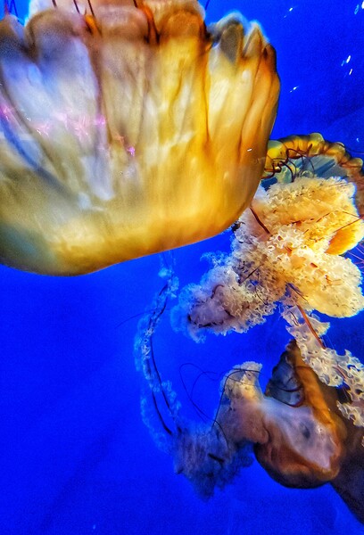 Underwater Jellyfish Print