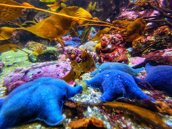 Starfish in the ocean Print