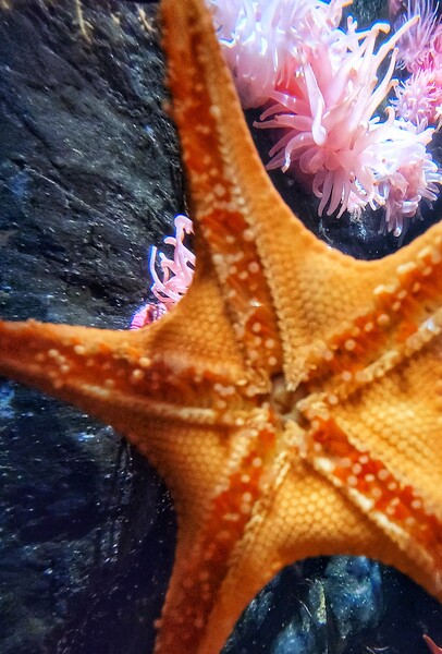 Starfish  Print