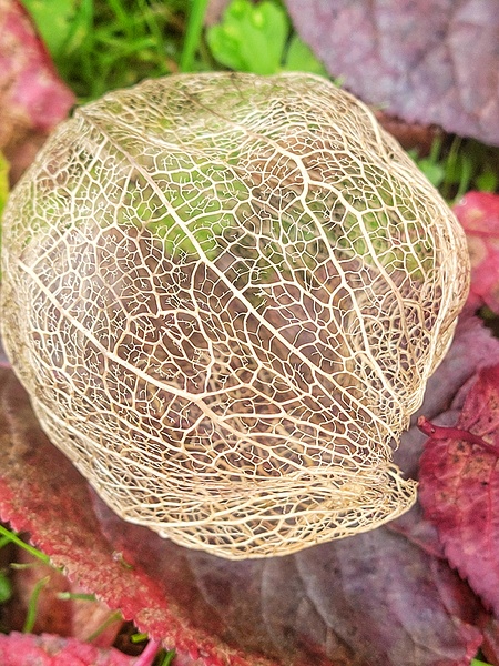 Seed Shell Print