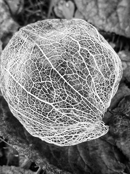 Flower Skeleton Print
