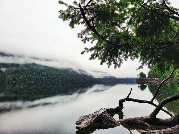 Tree Lake Reflections Print