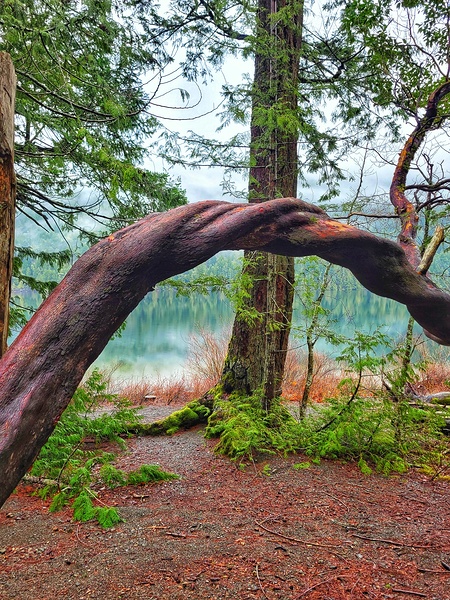 Twisted Tree Print
