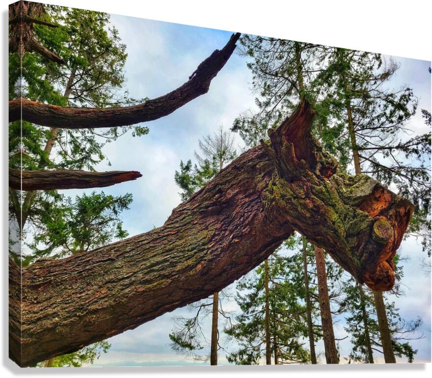 Tree Horse Canvas Print