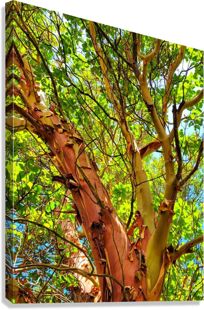 Arbutus Peeling Tree Canvas Print