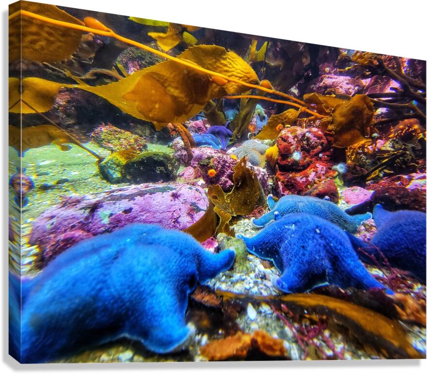 Starfish in the ocean Canvas Print