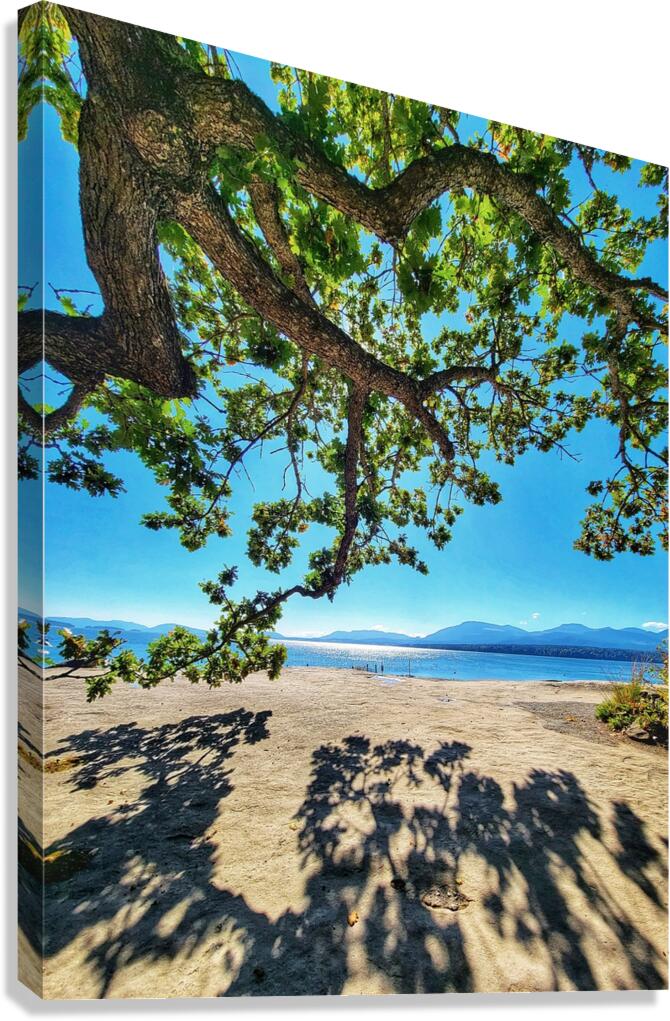 Tree and Shadow - Full Color Canvas Print