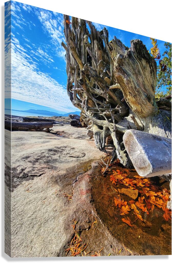 Ocean Leaves Canvas Print