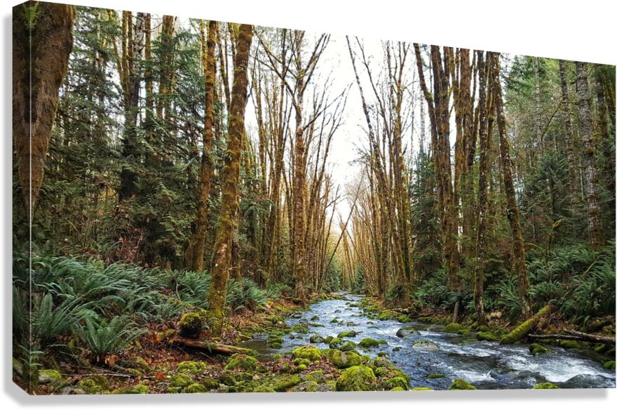 River and Forest Canvas Print