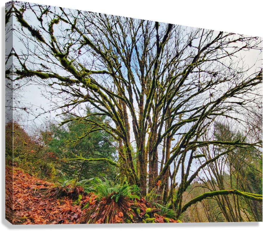 Moss Tree Trail Canvas Print