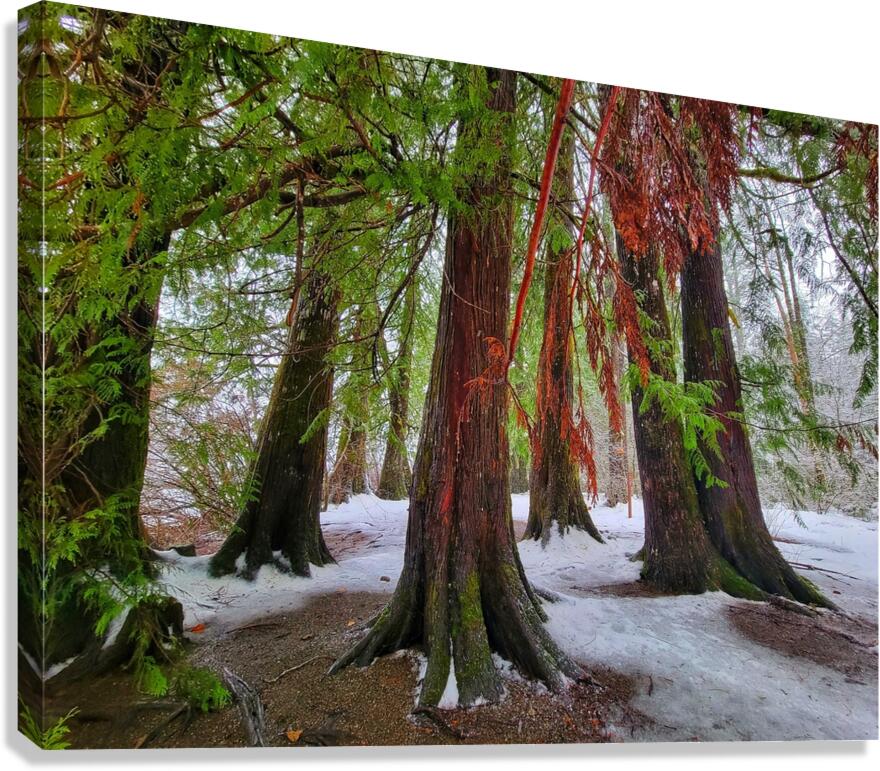 Winter Colors Canvas Print