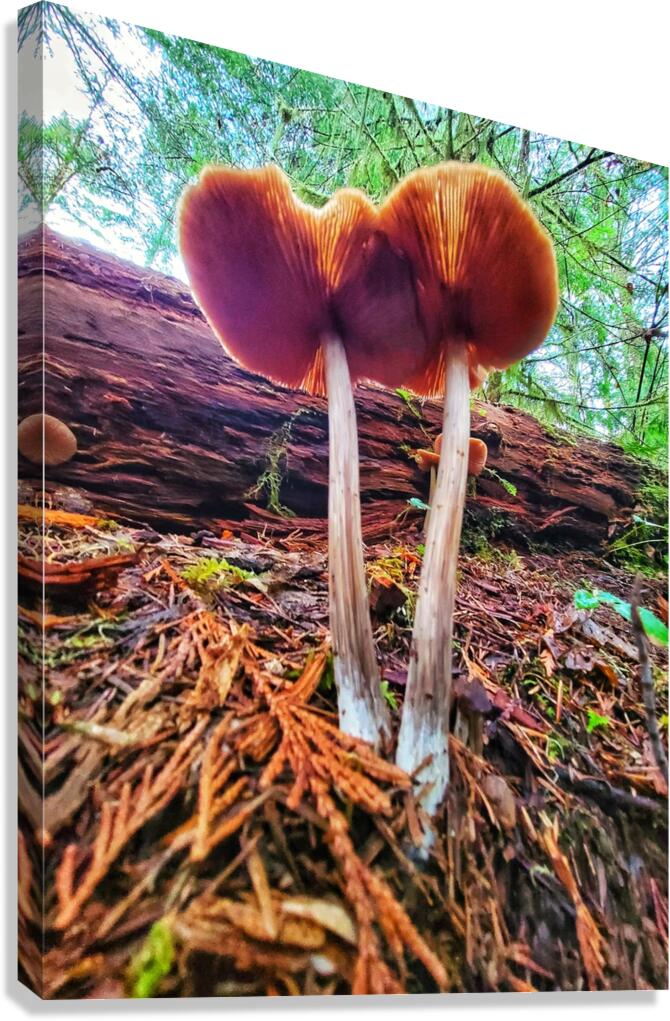 Forest Mushrooms Canvas Print